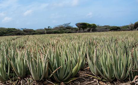 Het Eiland van de Aloë’s