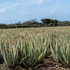 Het Eiland van de Aloë’s